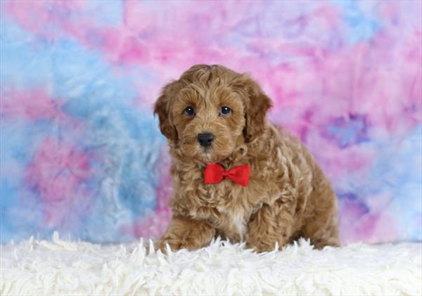 Cavapoo F1B (M) 5587 Image #2