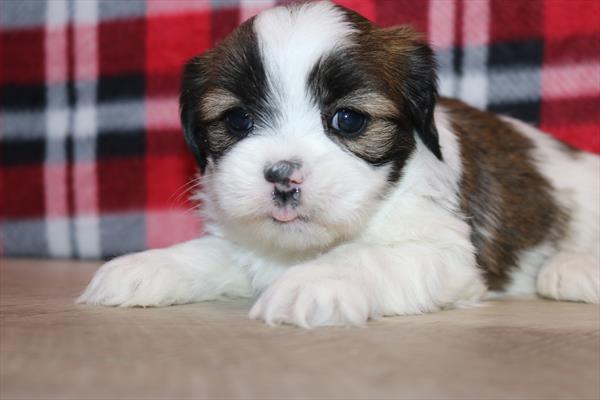 Lhasa Apso (M) 5622 Image #2