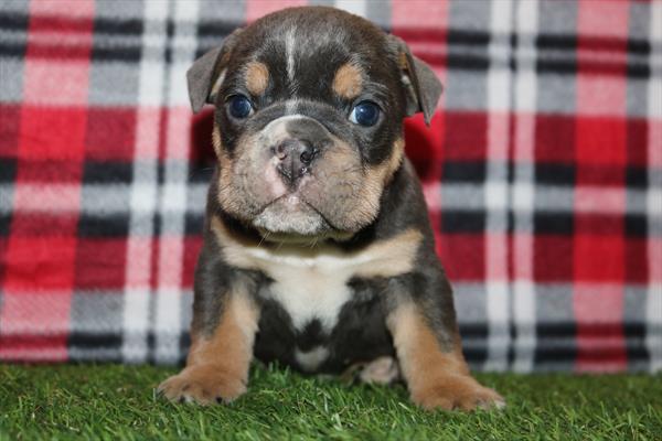 English Bulldog (M) 5633 Image #2