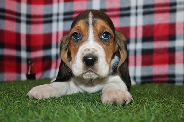 Basset Hound (F) 5615 Image #1