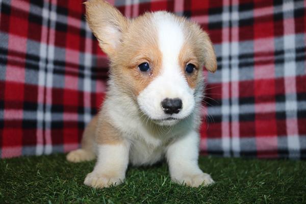 Pembroke Welsh Corgi (M) 5618 Image #2