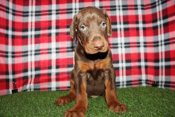 Doberman Pinscher (M) 5641 Image #2