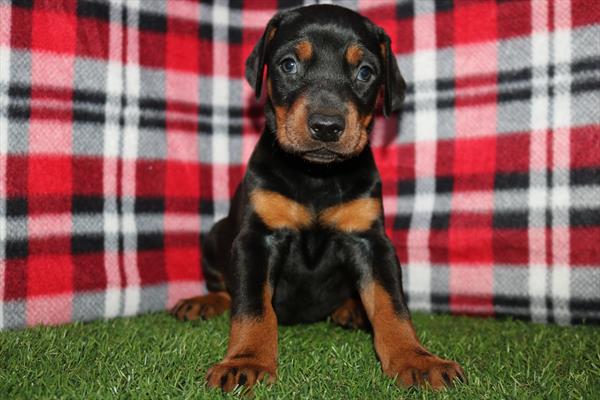 Doberman Pinscher (F) 5632 Image #2