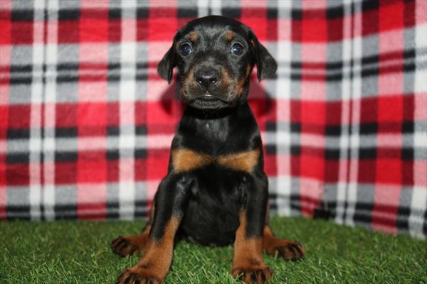 Doberman Pinscher (F) 2177 Image #2