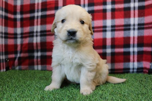 Golden Retriever (F) 5646 Image #2