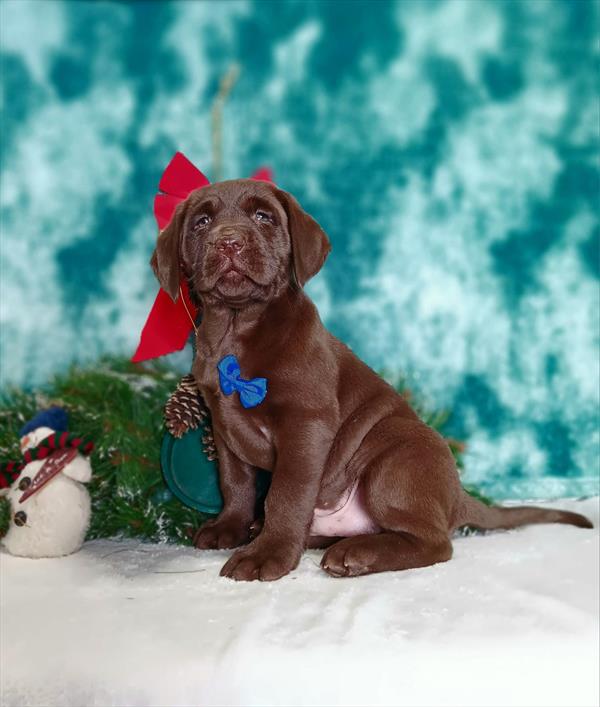 Labrador Retriever (M) 2153 Image #2