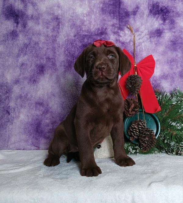 Labrador Retriever (F) 5588 Image #2