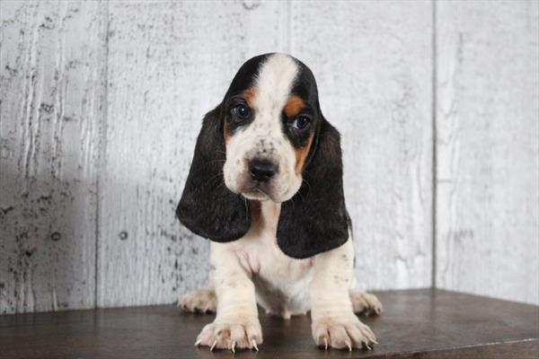 Basset Hound (F) 5610 Image #1