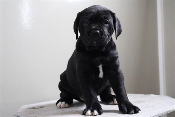 Cane Corso (F) 5627 Image #2