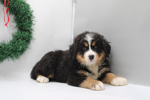 Bernese Mountain Dog (F) 5609 Image #1