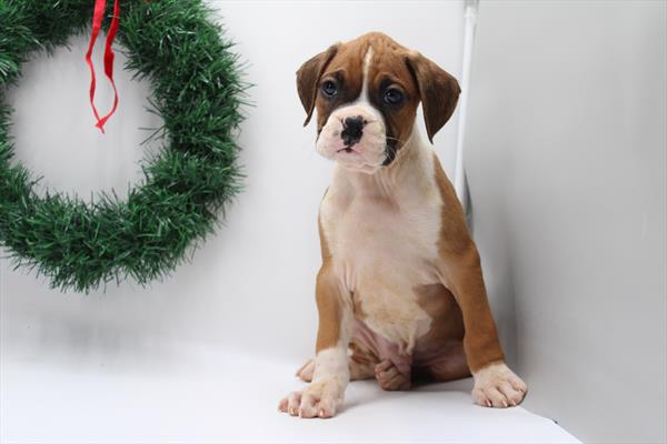 Boxer (M) 2156 Image #2