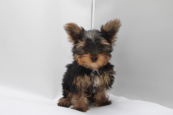Yorkshire Terrier (F) 2165 Image #1