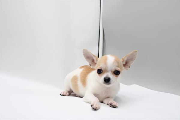 Chihuahua (M) 5593 Image #2