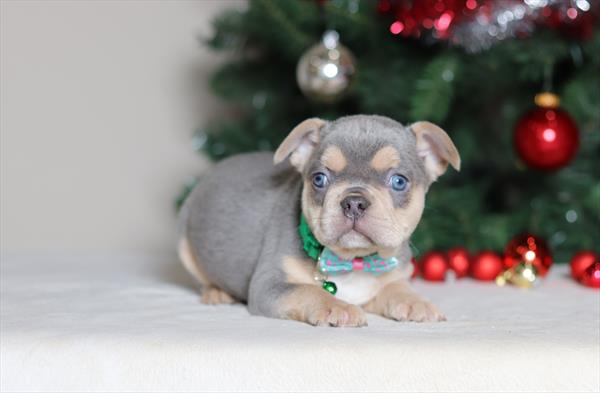 French Bulldog (M) 2178 Image #2