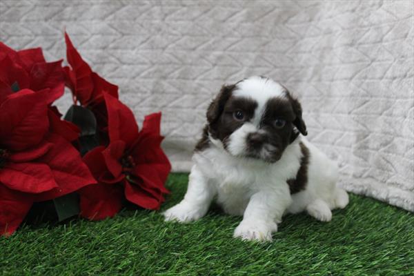 Shih Tzu (M) 5651 Image #2