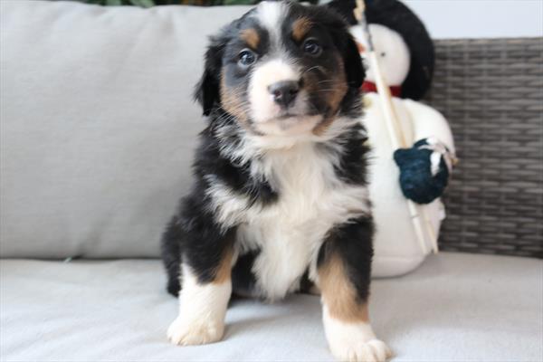 Miniature Australian Shepherd (F) 5625 Image #2