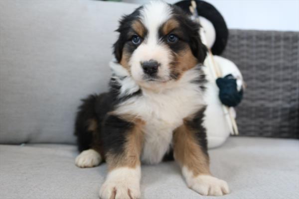 Miniature Australian Shepherd (M) 2188 Image #2