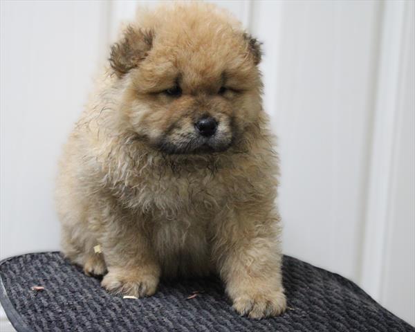 Chow Chow (M) 2180 Image #2