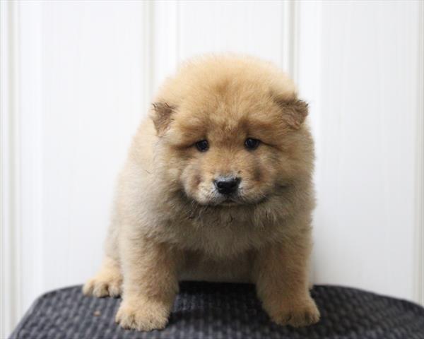 Chow Chow (M) 5628 Image #2