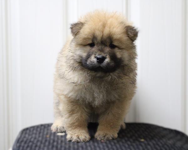 Chow Chow (M) 5640 Image #2