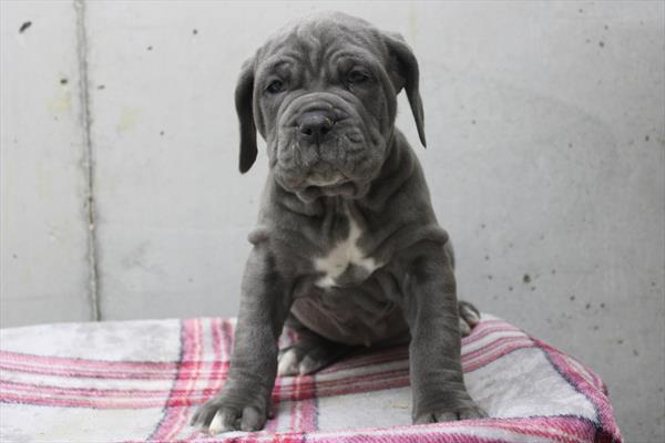 Neapolitan Mastiff (F) 2182 Image #2