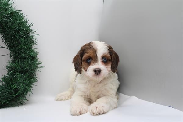 Hybrid (F) 2164 Image #2