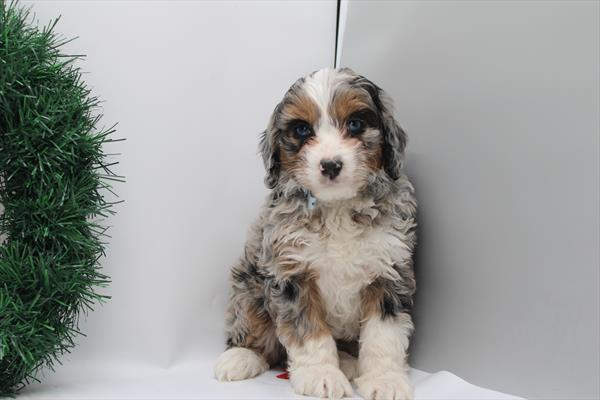 Hybrid (F) 5611 Image #2