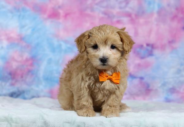 Morkie (M) 5629 Image #2