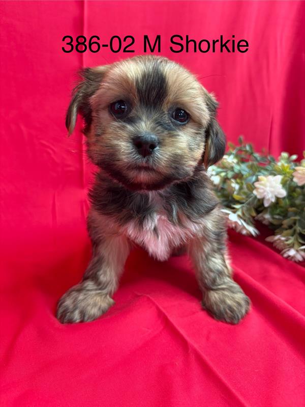 Shorkie (F) 2172 Image #2