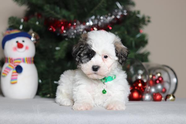 Teddy Bear (M) 5657 Image #2