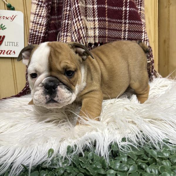 English Bulldog (M) 5642 Image #2