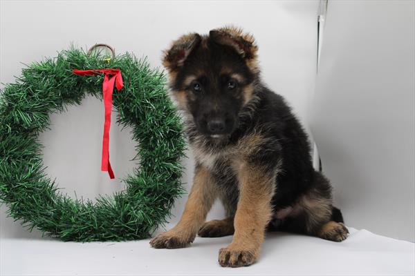 German Shepherd Dog (F) 2181 Image #2