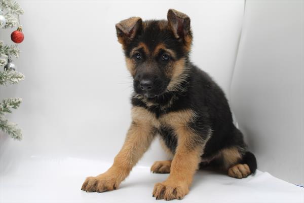 German Shepherd Dog (F) 5645 Image #2