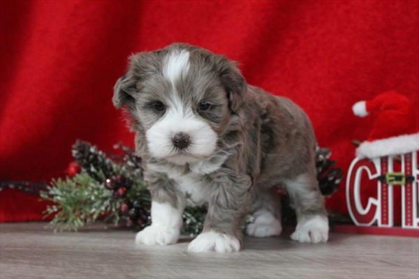 Miniature Schnauzer (F) 5649 Image #2