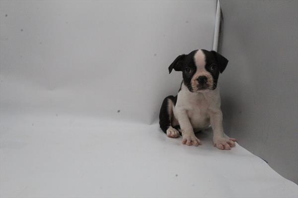 Boston Terrier (M) 5638 Image #2