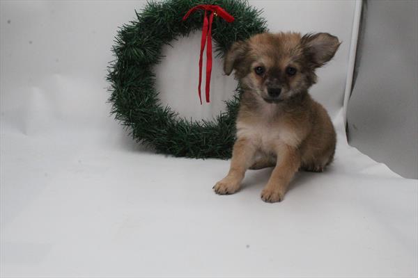 Chihuahua (M) 5639 Image #2