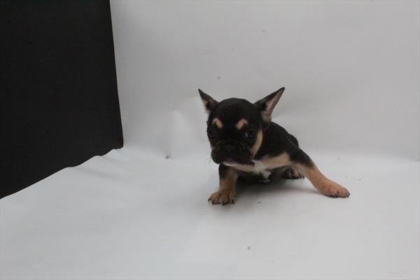 French Bulldog (F) 5643 Image #2