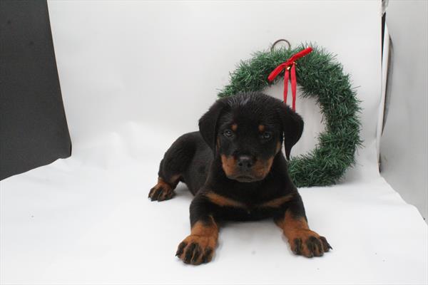 Rottweiler (F) 5650 Image #2