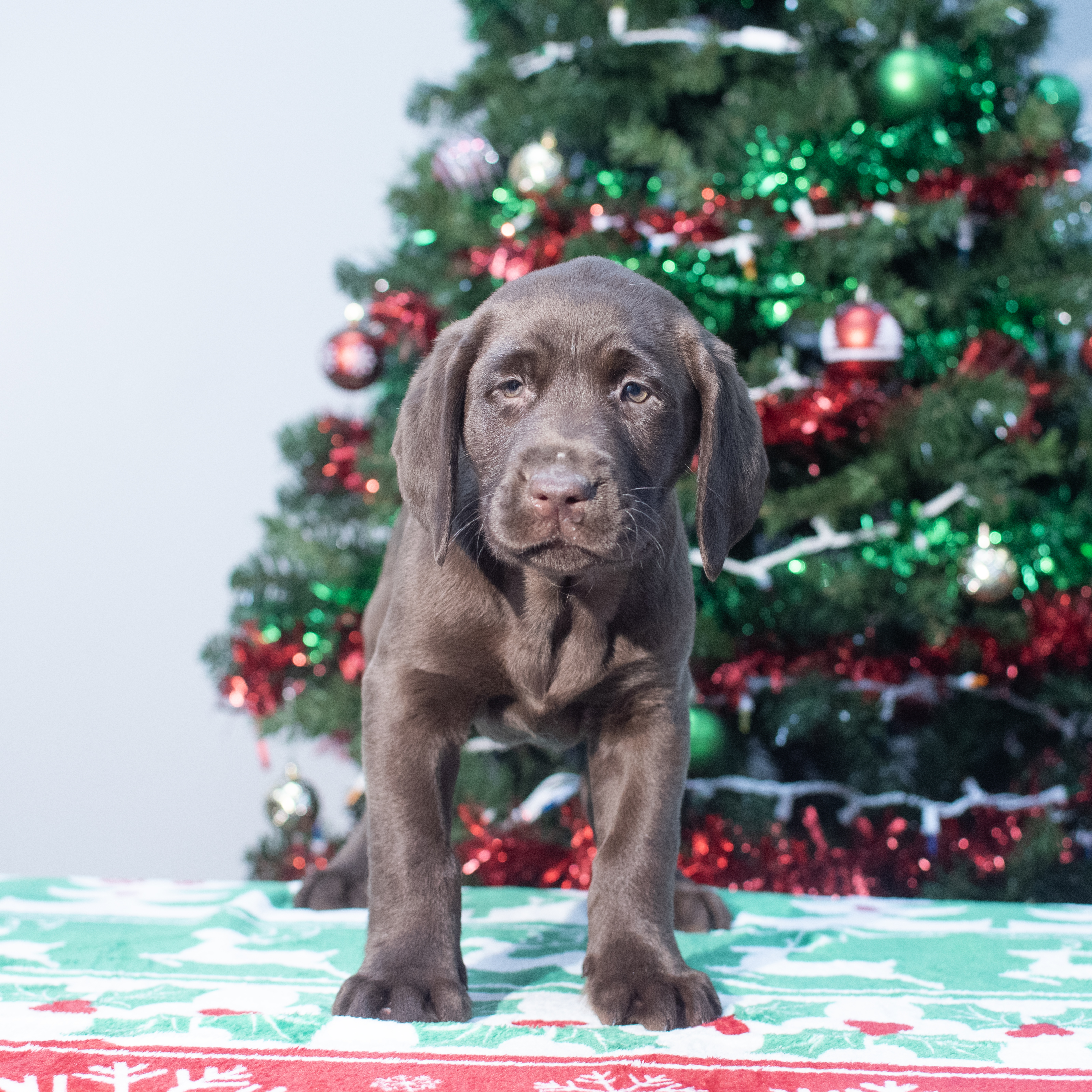 Labrador Retriever (M) 2153 Image #1