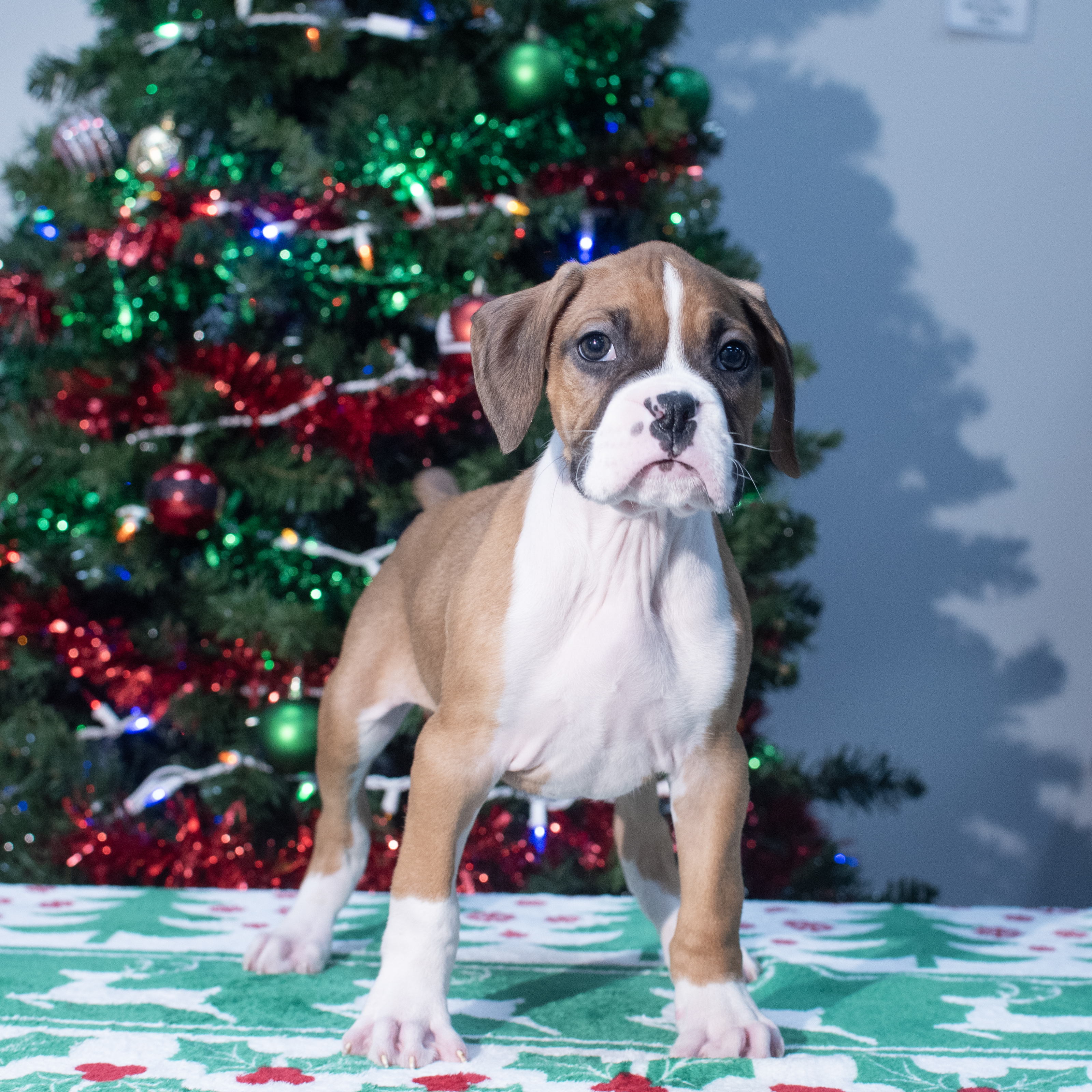 Boxer (M) 2156 Image #1