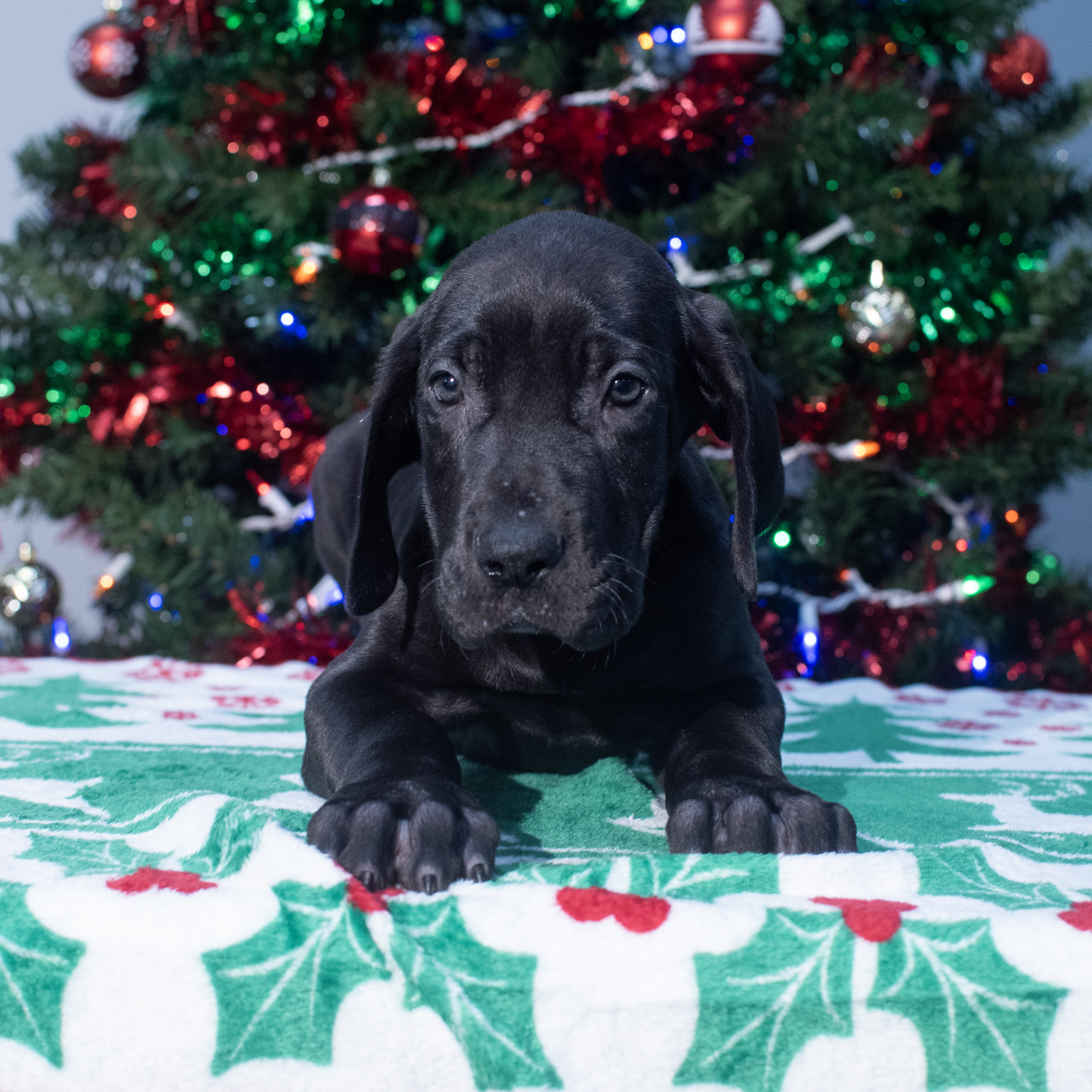 Great Dane (M) 2155 Image #1