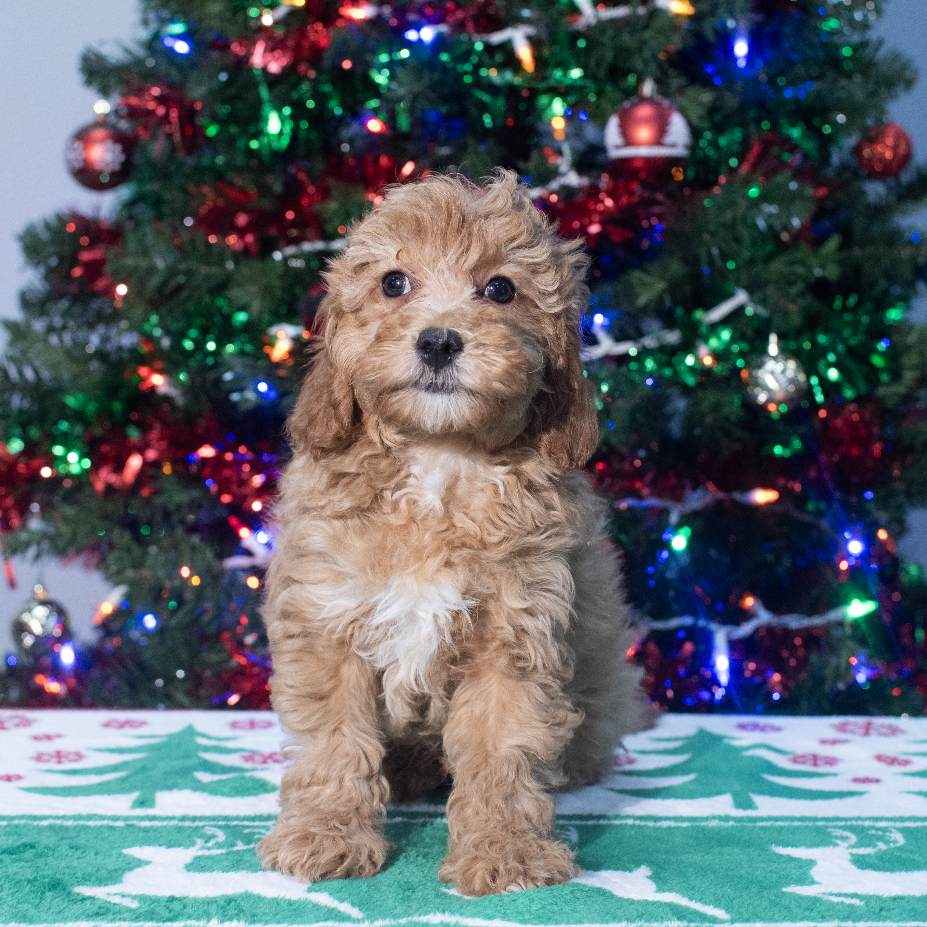 Cavapoo F1B (M) 2152 Image #1