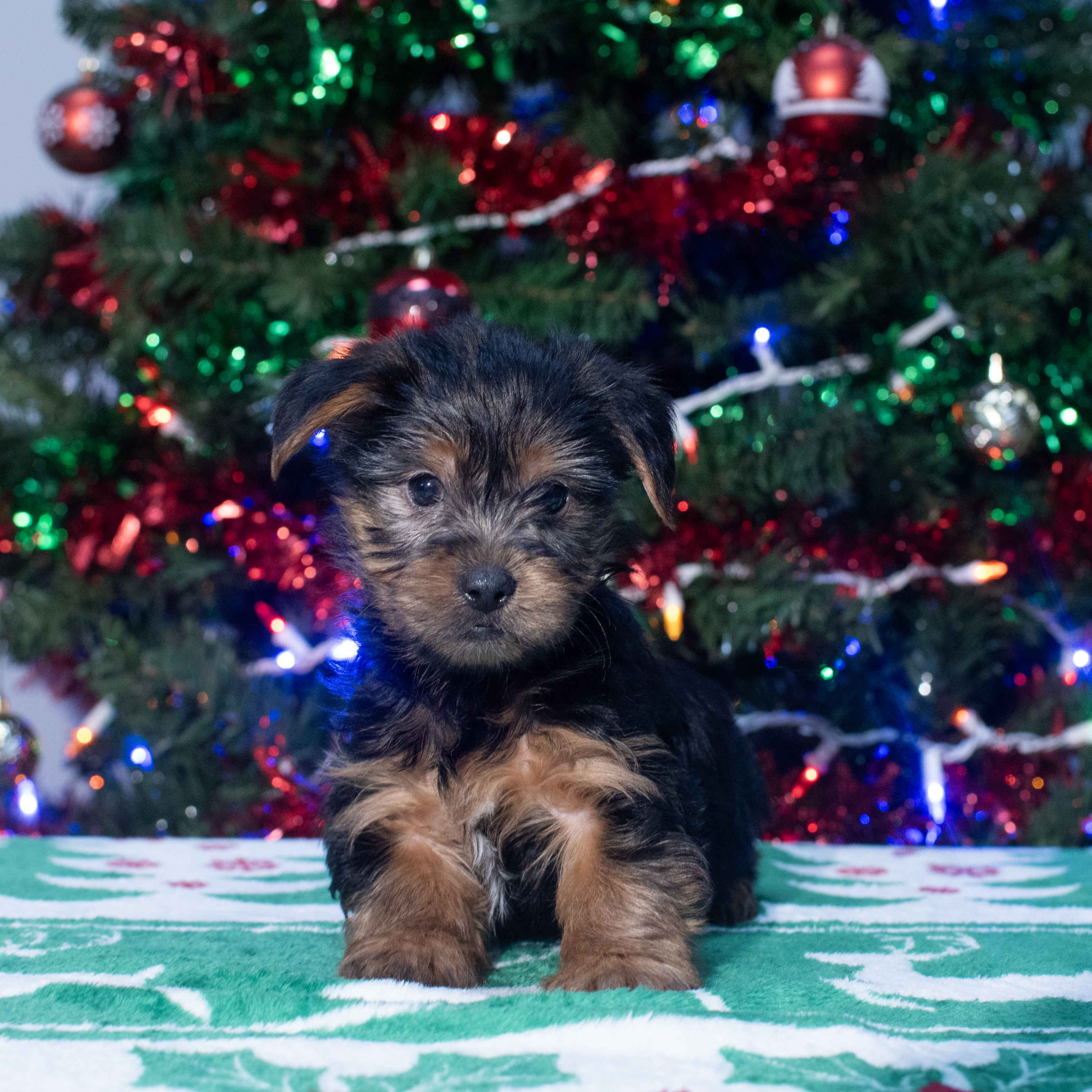 Yorkshire Terrier (M) 2144 Image #1