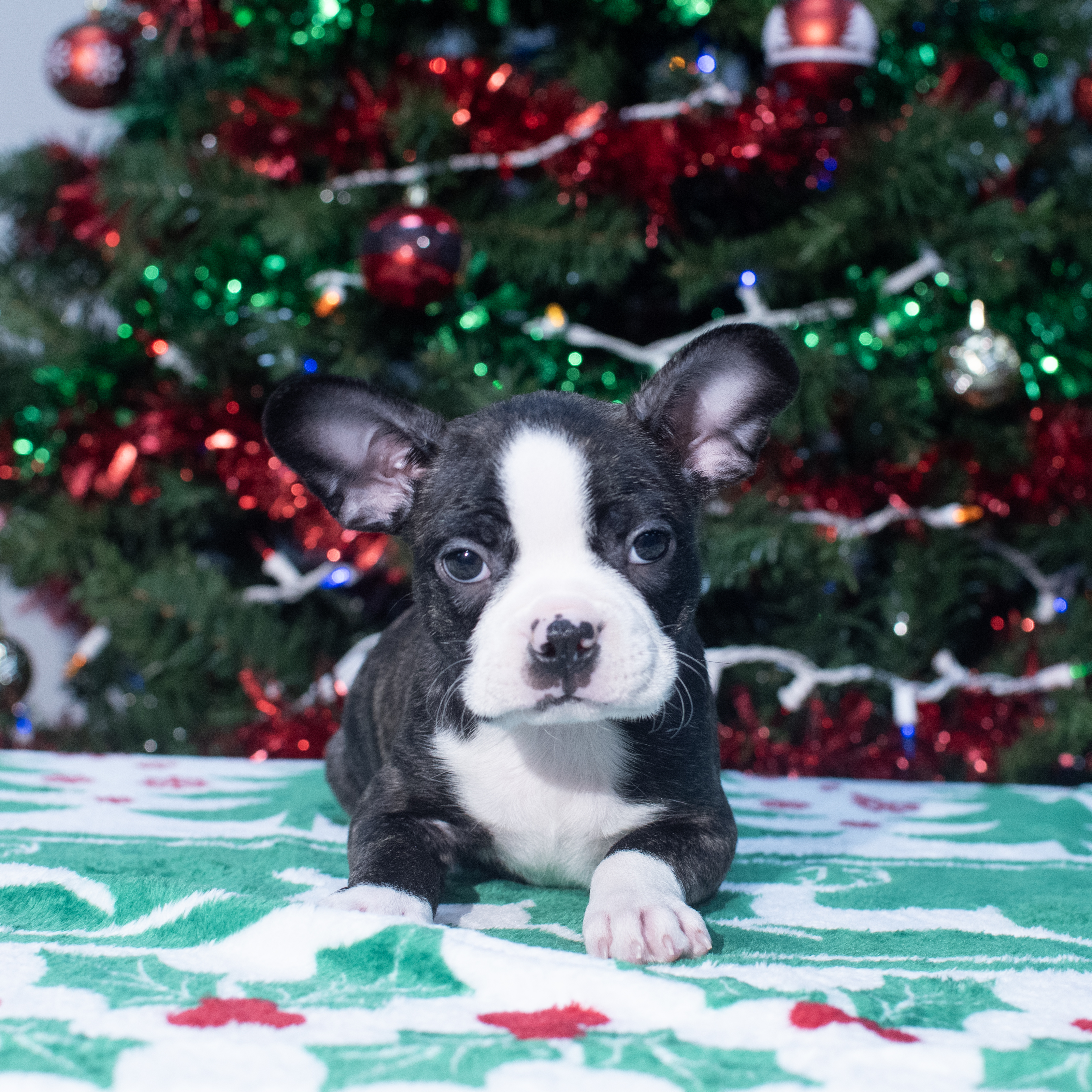 Boston Terrier (M) 2146 Image #1
