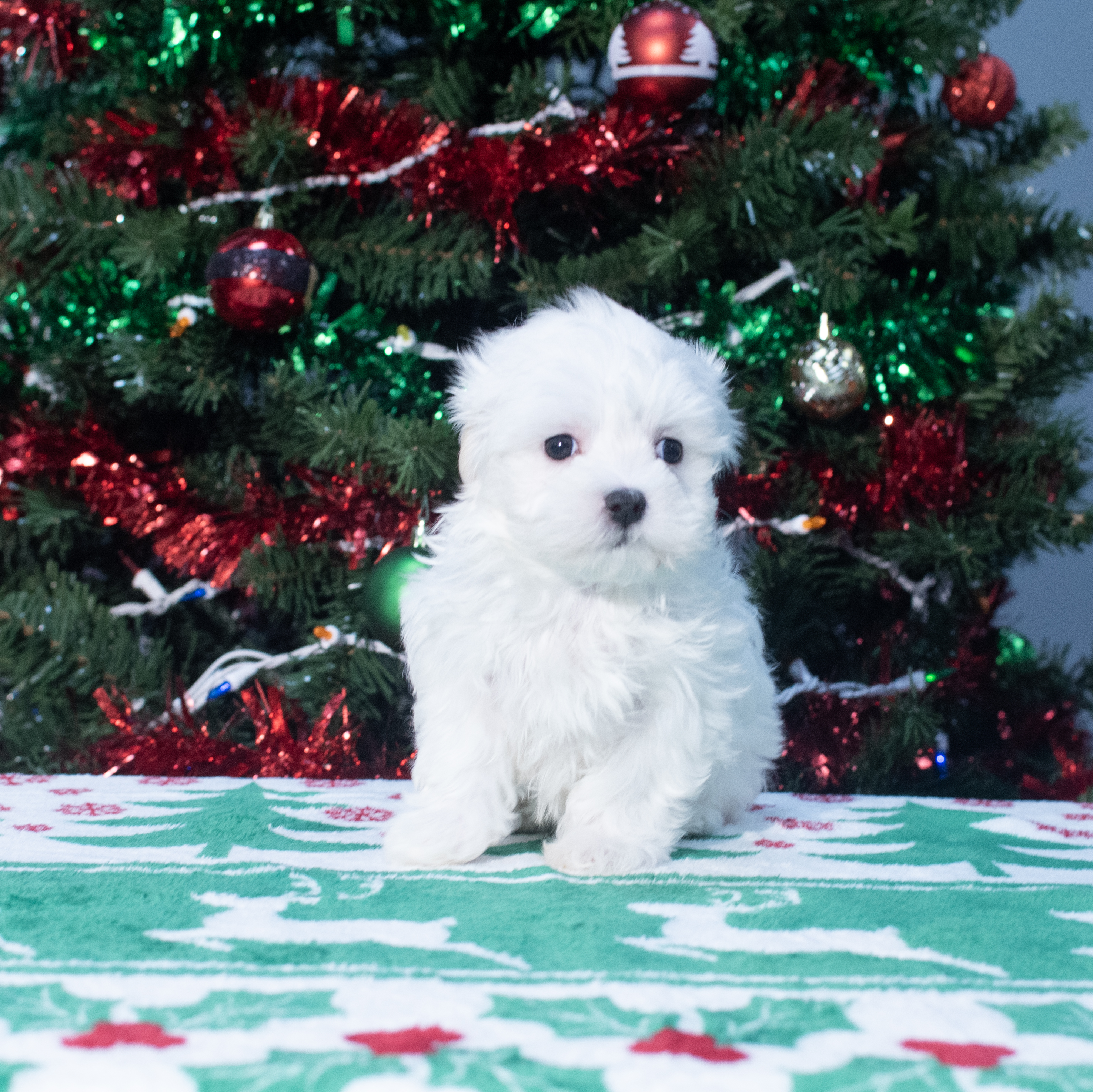 Maltese (F) 2145 Image #1