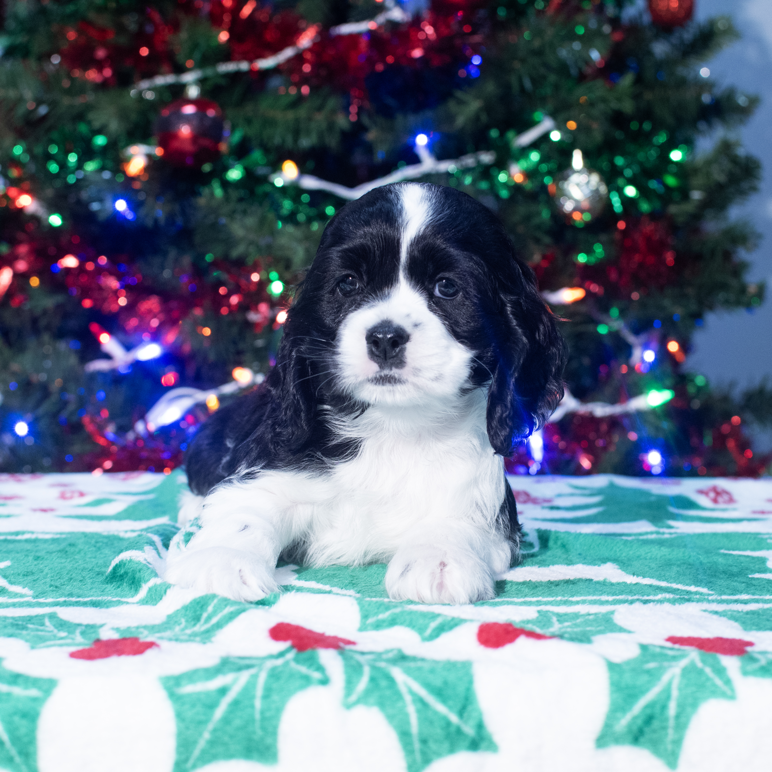 Cocker Spaniel (M) 2148 Image #1