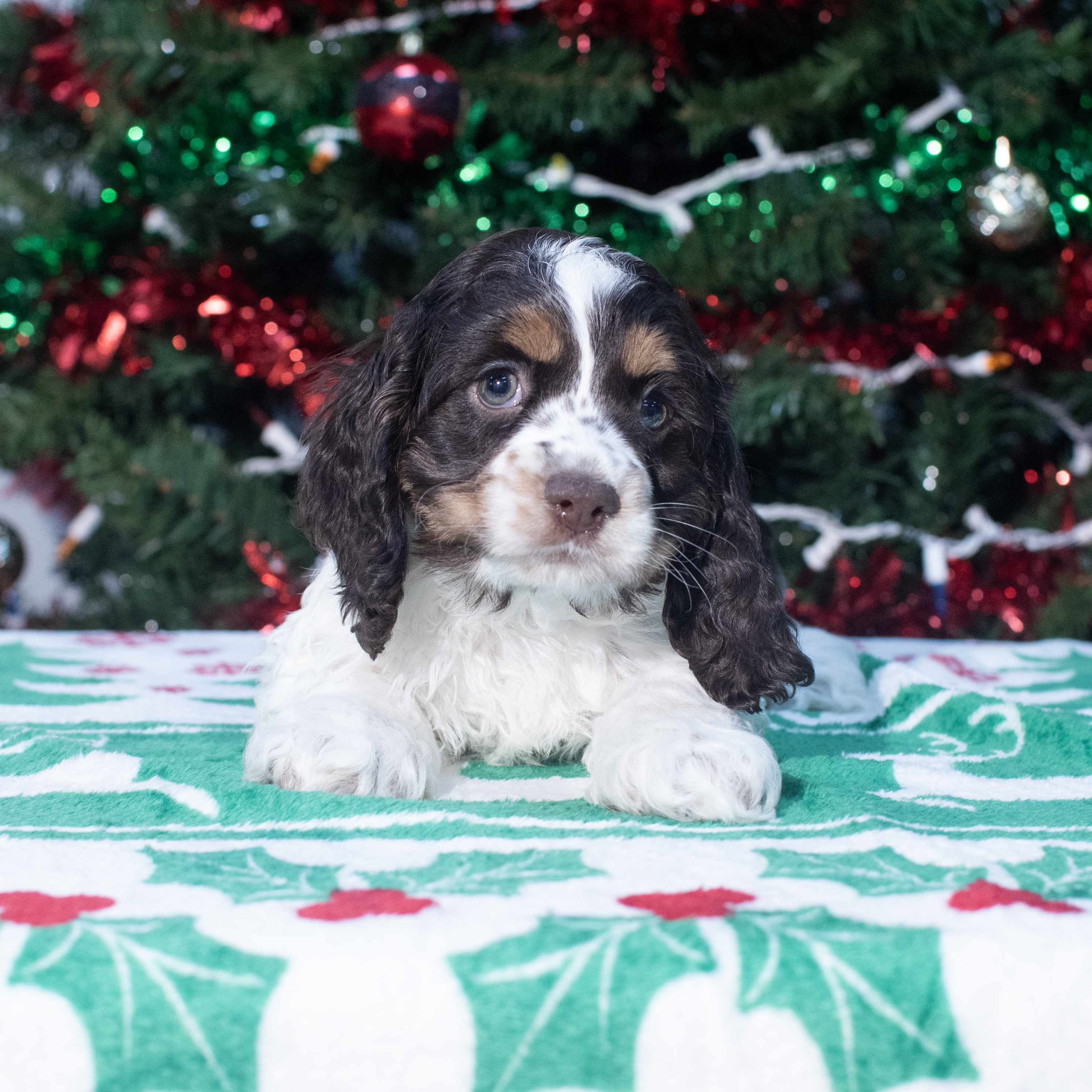 Cocker Spaniel (M) 2149 Image #1