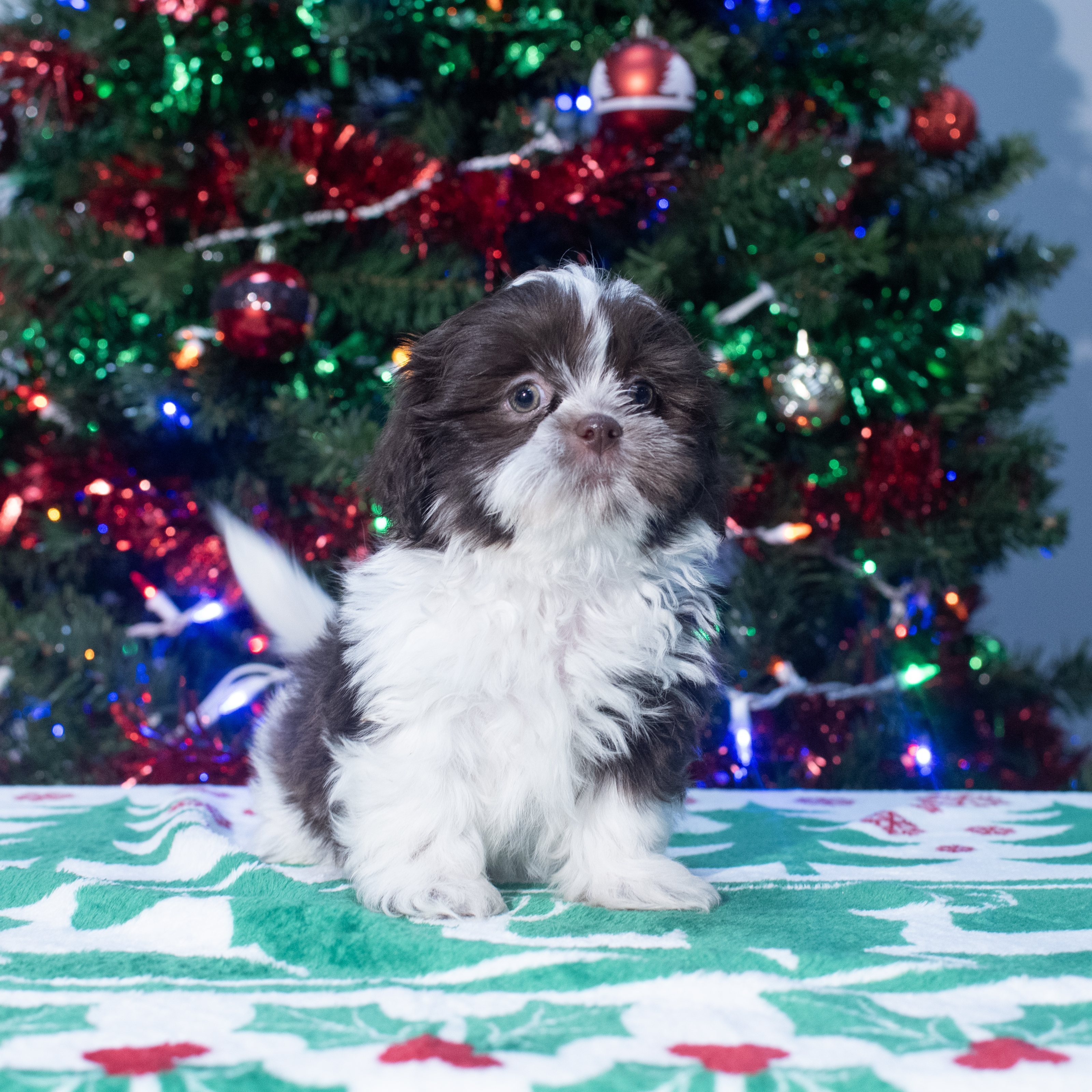 Shih Tzu (F) 2151 Image #1