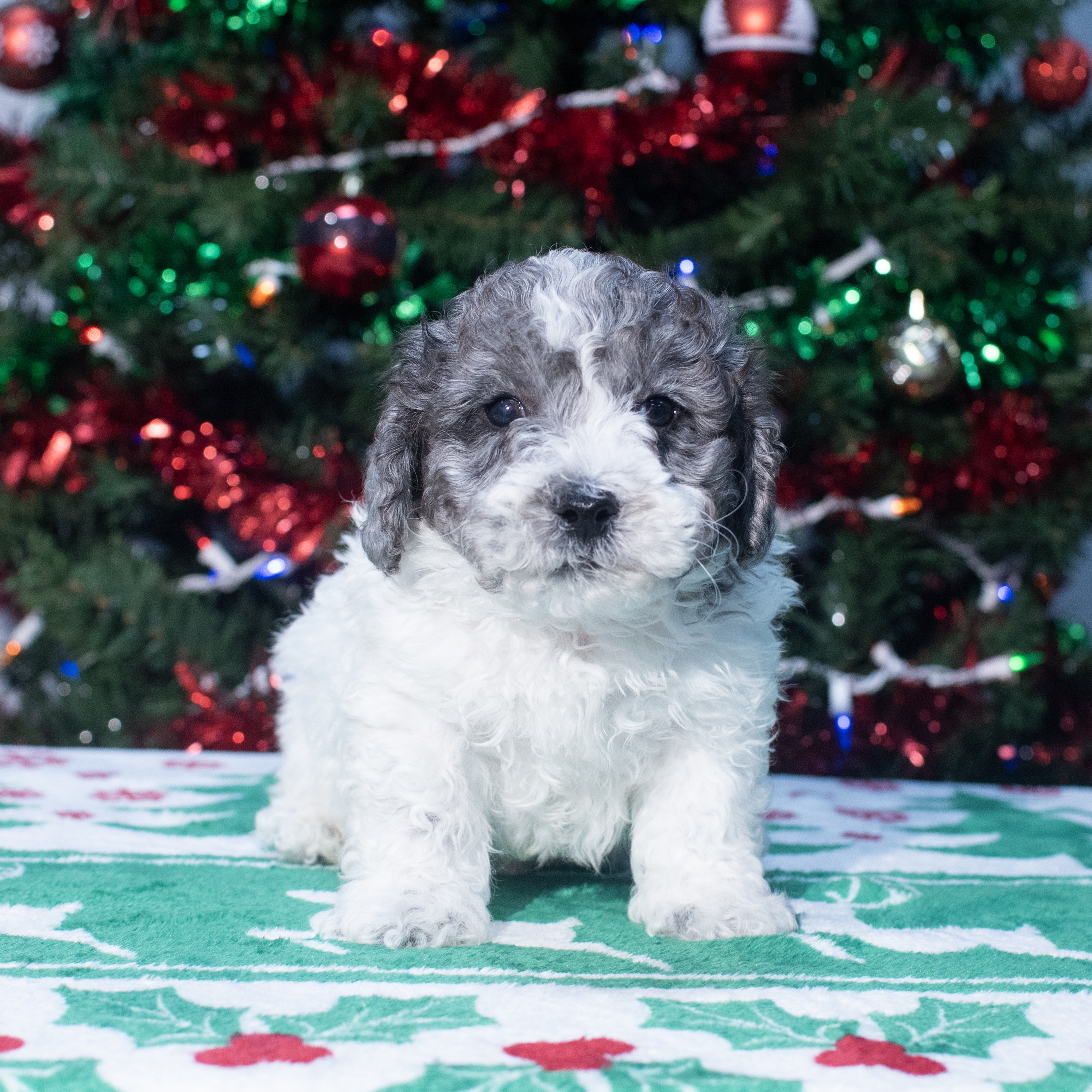 Daisy Dog (M) 2150 Image #1