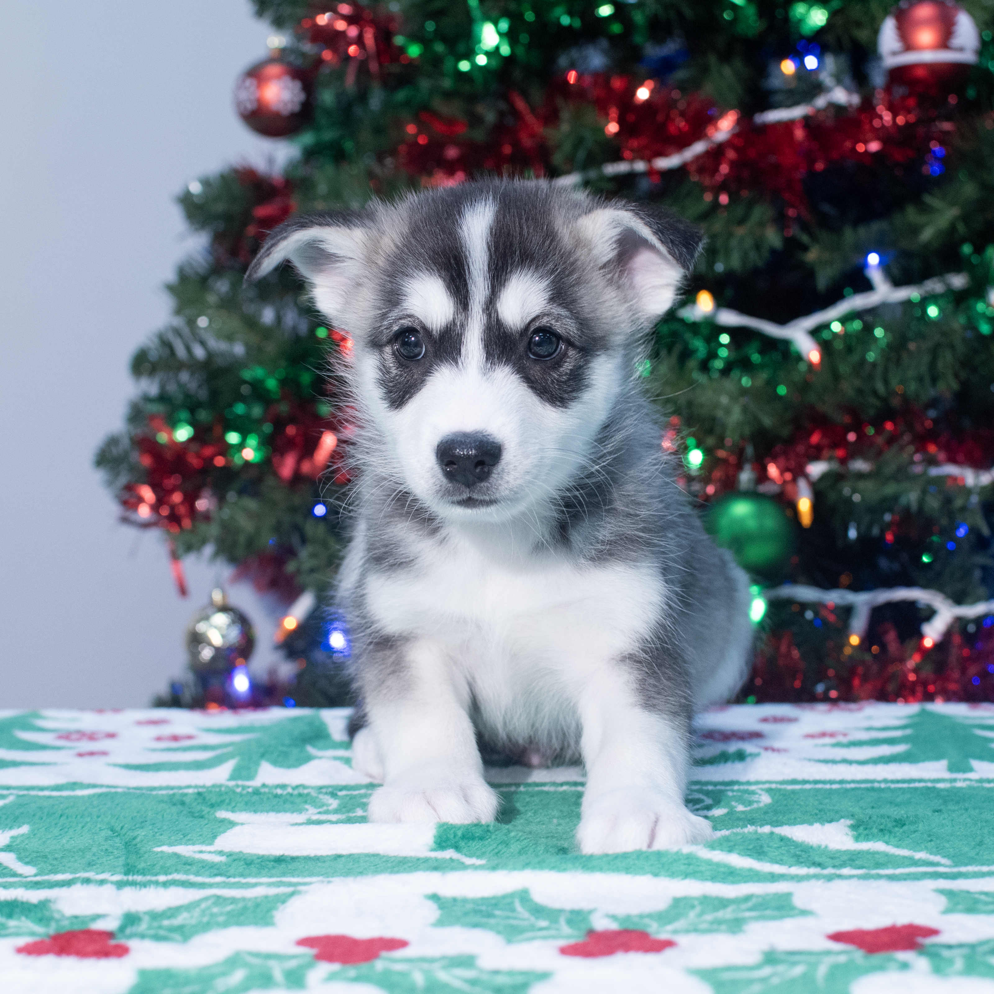 Huskimo (M) 2154 Image #1